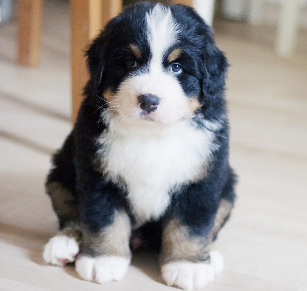Merry Michael 5.5weeks