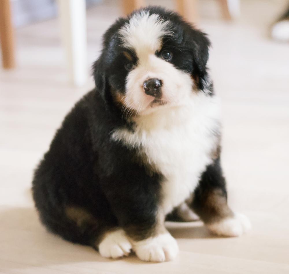 Merry Mikulas 5.5weeks