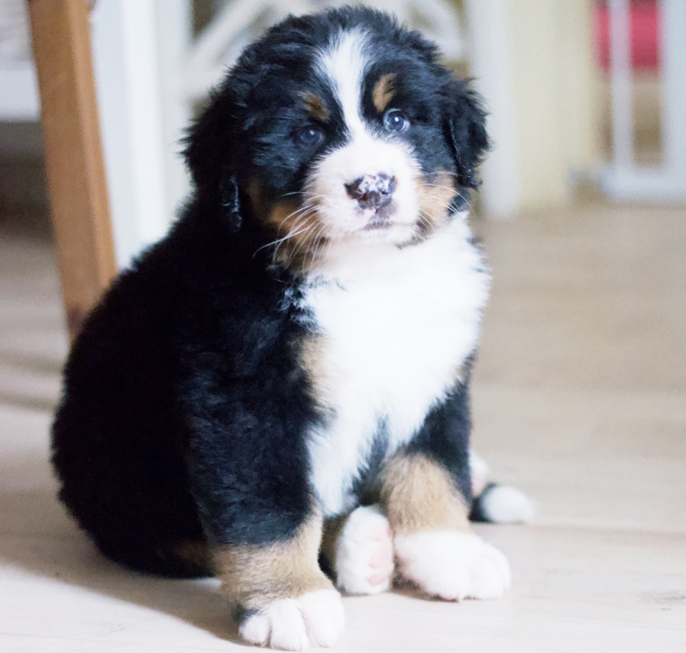 Merry Moritz 5.5weeks